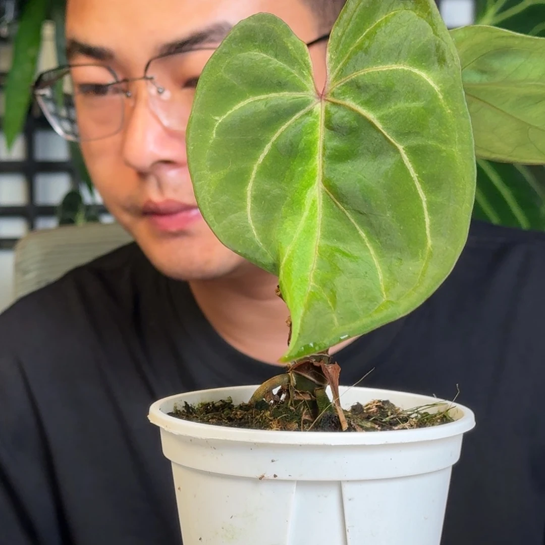 无花朵张**一物一拍W65