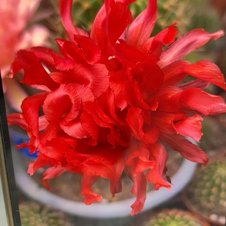 彩草红卷卷侧芽3.5公分左右