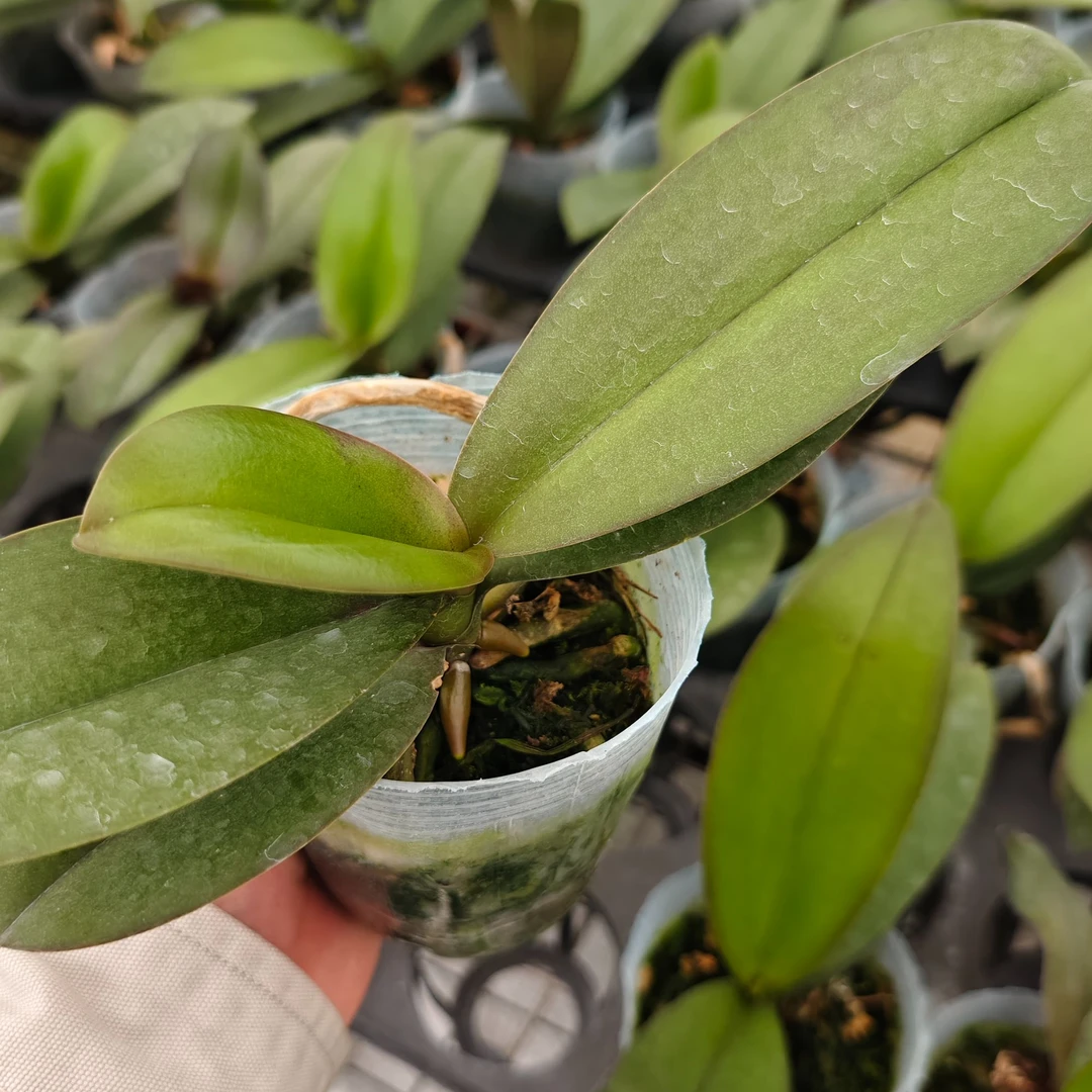 老板卖花记 蝴蝶兰苗子(芳美神话)