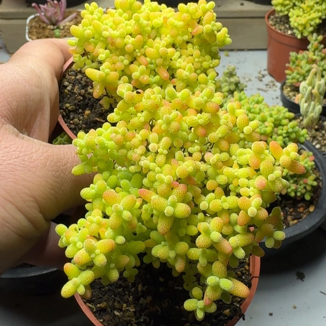 乐****a蜜橘 多肉植物枝干番杏