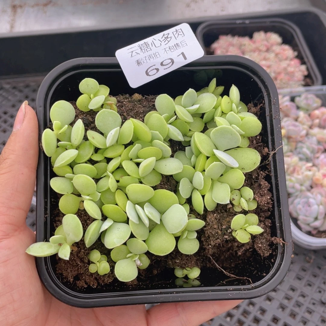 云糖心多肉植物691