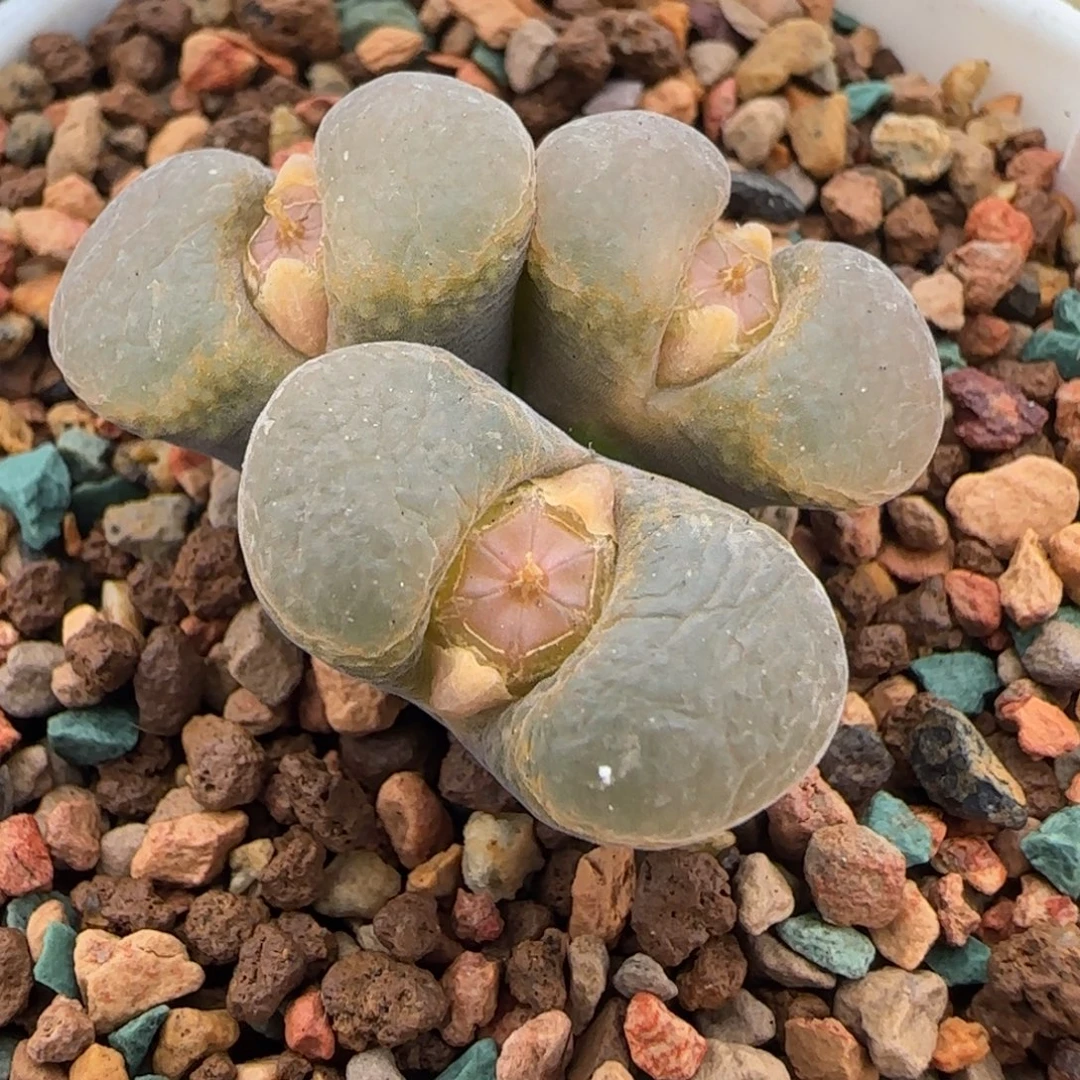 多肉植物紫黑母本108号