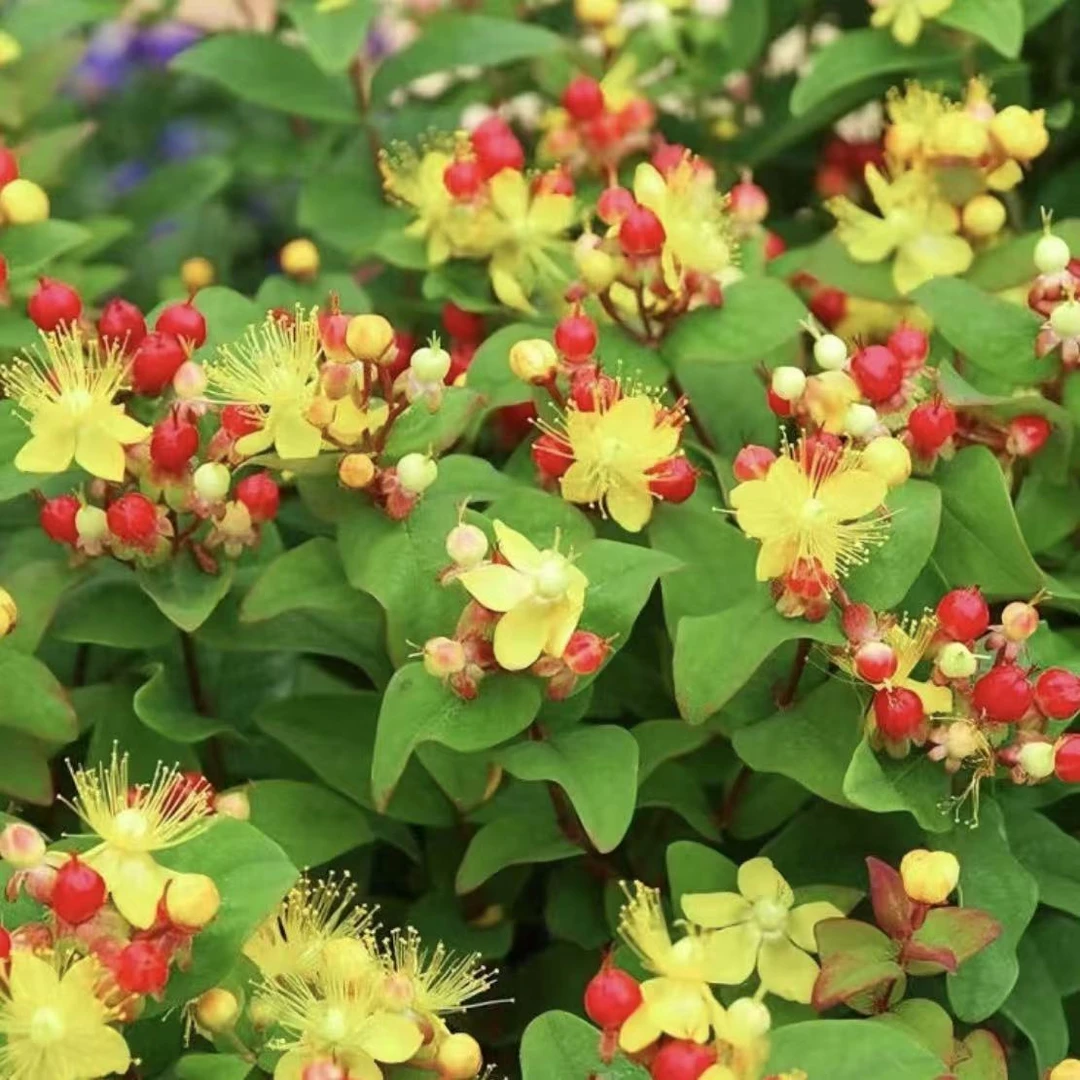 【火龙珠盆栽 】 花苗 木本花卉 阳台庭院好养植物