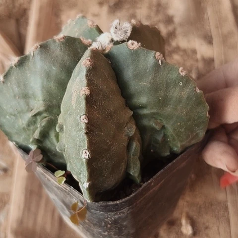 072处理仙人球的方法