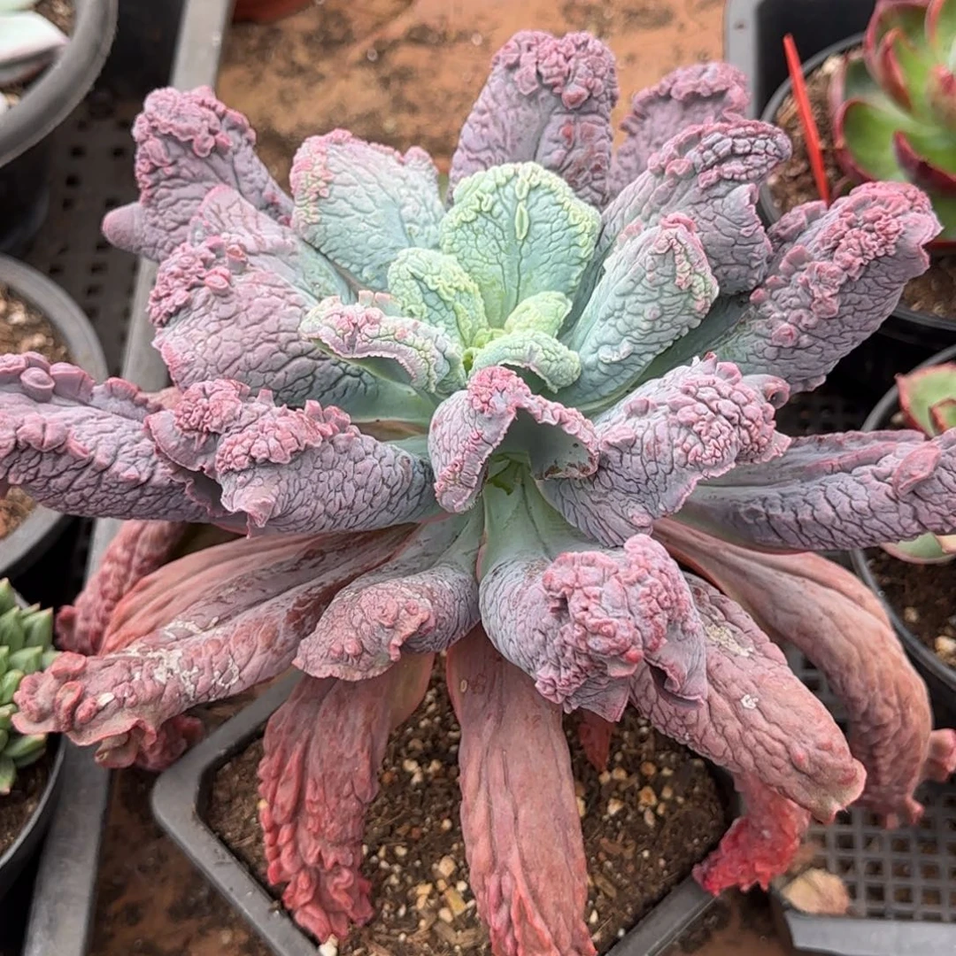 矿业男爵惊鸿一物一拍包装收缩花旱