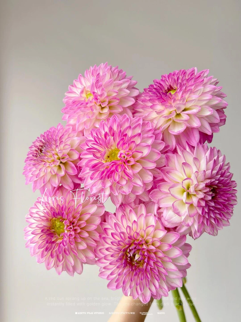 新品（阿尔巴塔克斯)进口大丽花