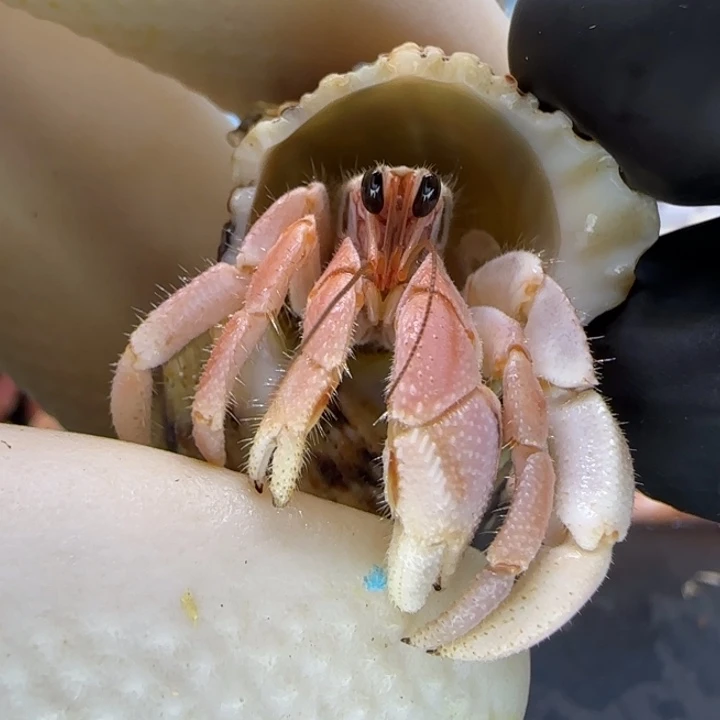 A27娇嫩粉 西沙1.3cm口径