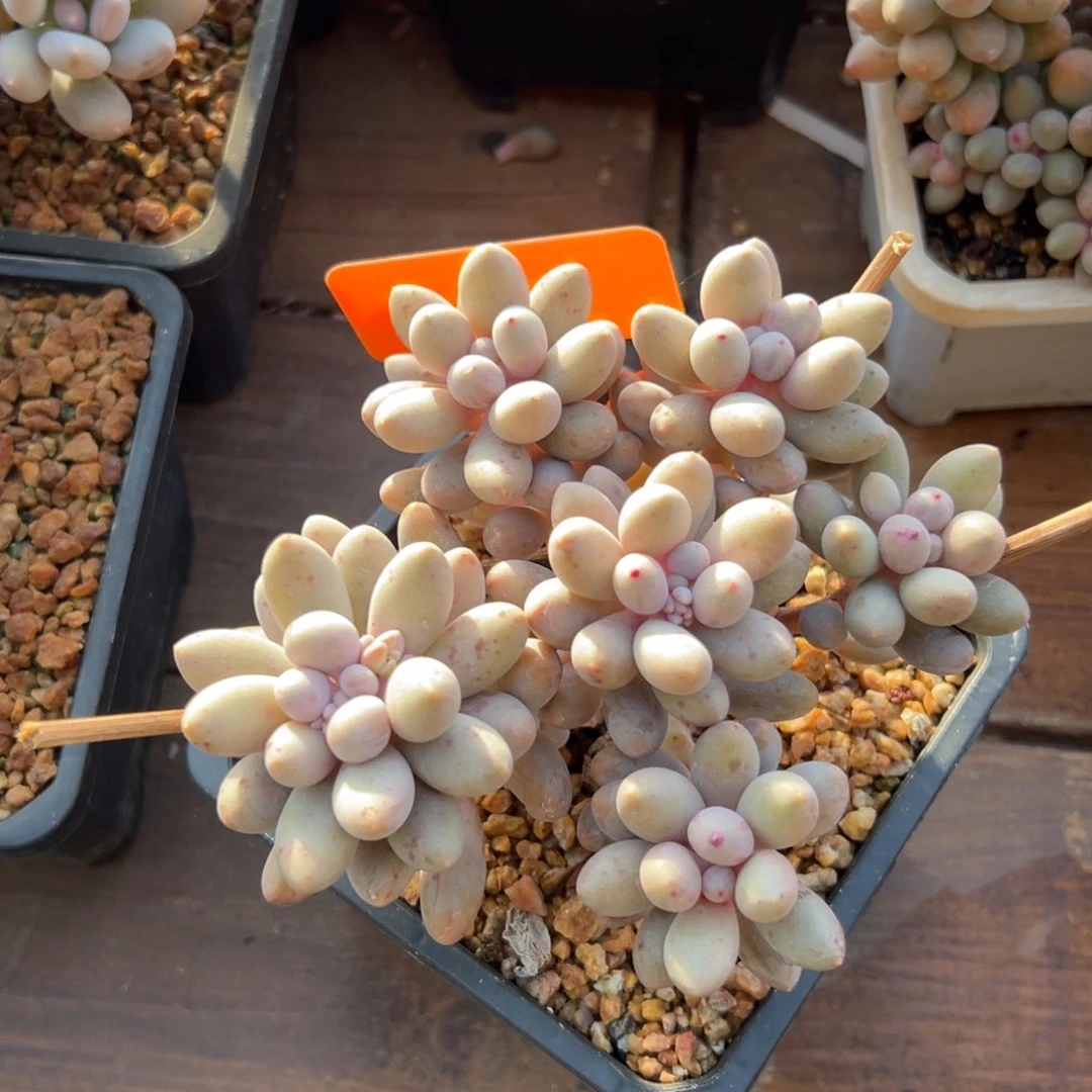 桃花奶1111111111111111