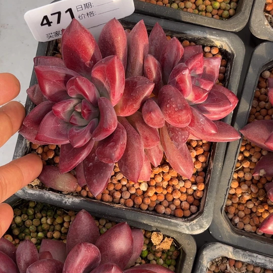 赫菲斯托多肉植物471