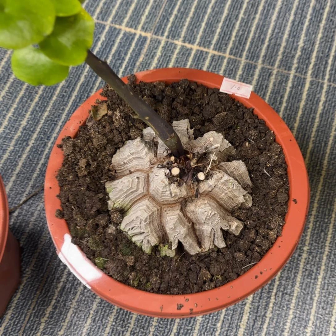 z****z龟甲龙带盆包邮的