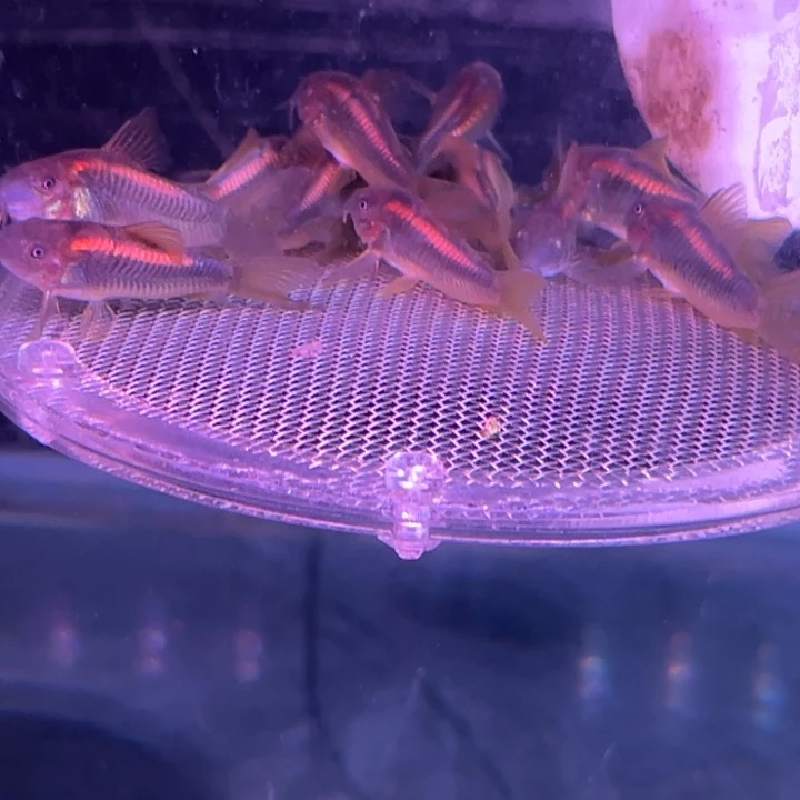 方***也慈鲷鱼3.5厘米金线金鼠1只