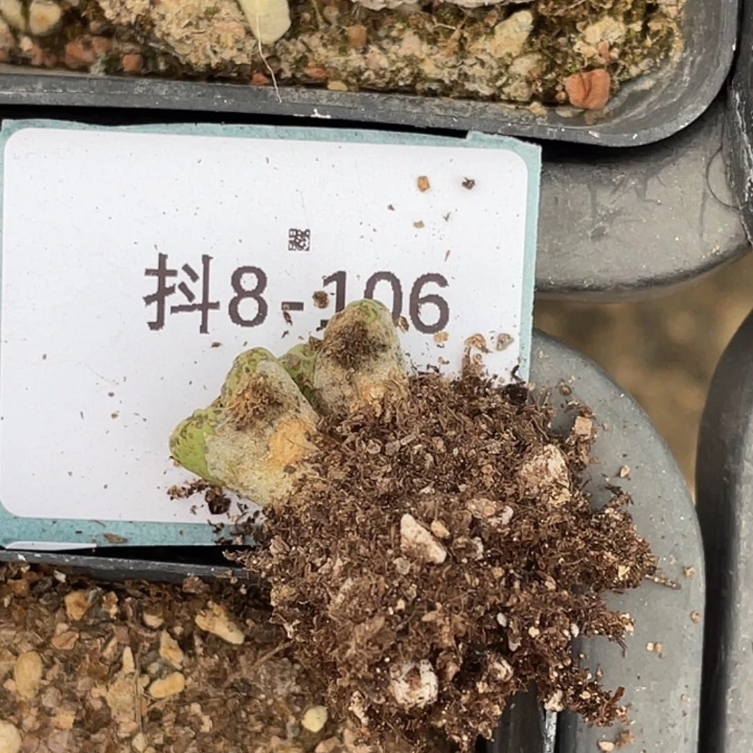 玲*玲8-106肉锥多肉植物