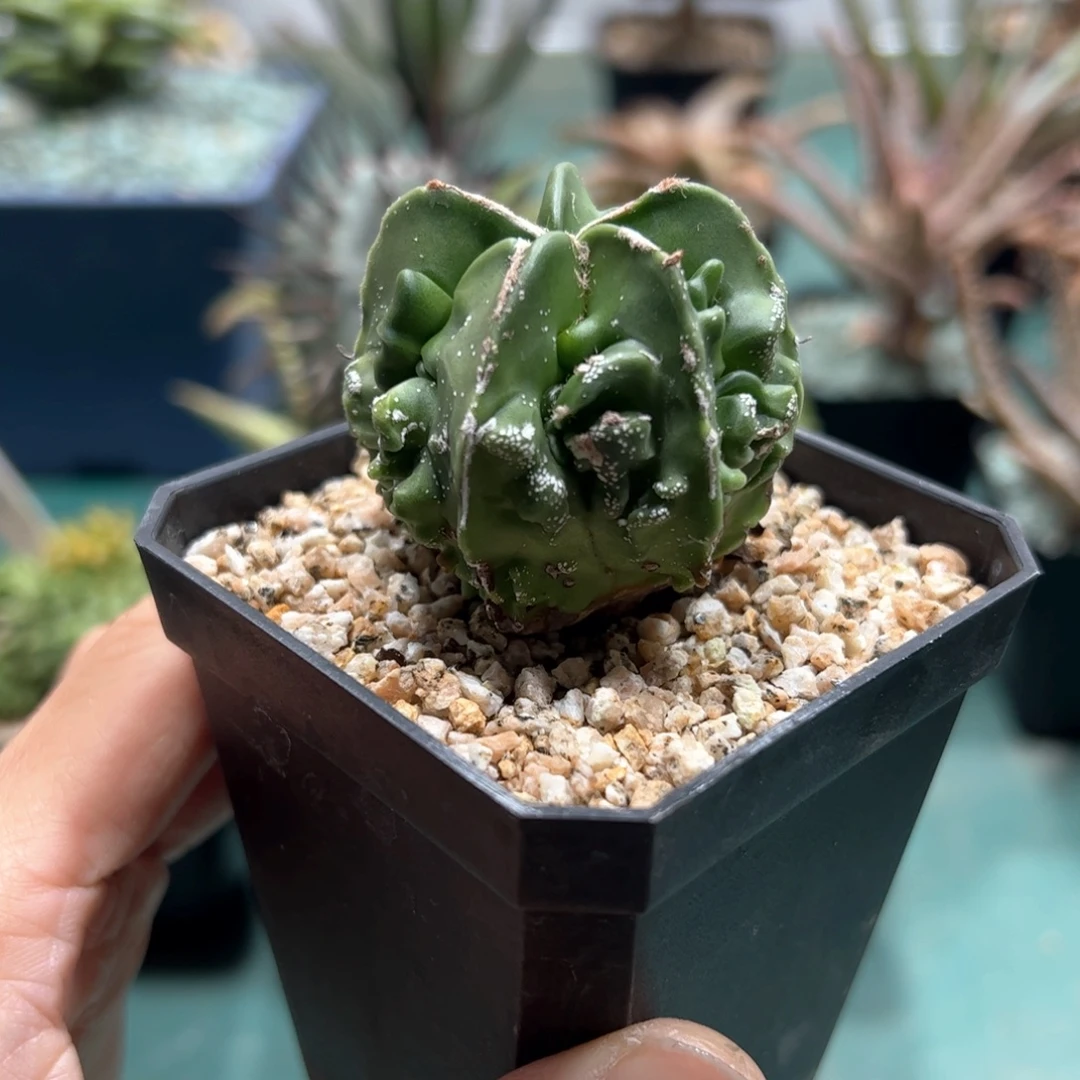 实生核桃鸾凤玉 脱土发货
