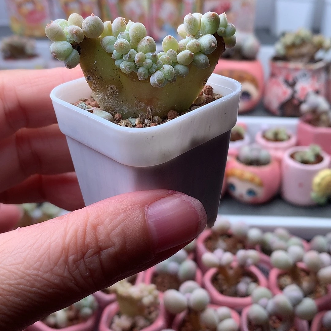 萤火虫奶酪带盆发货