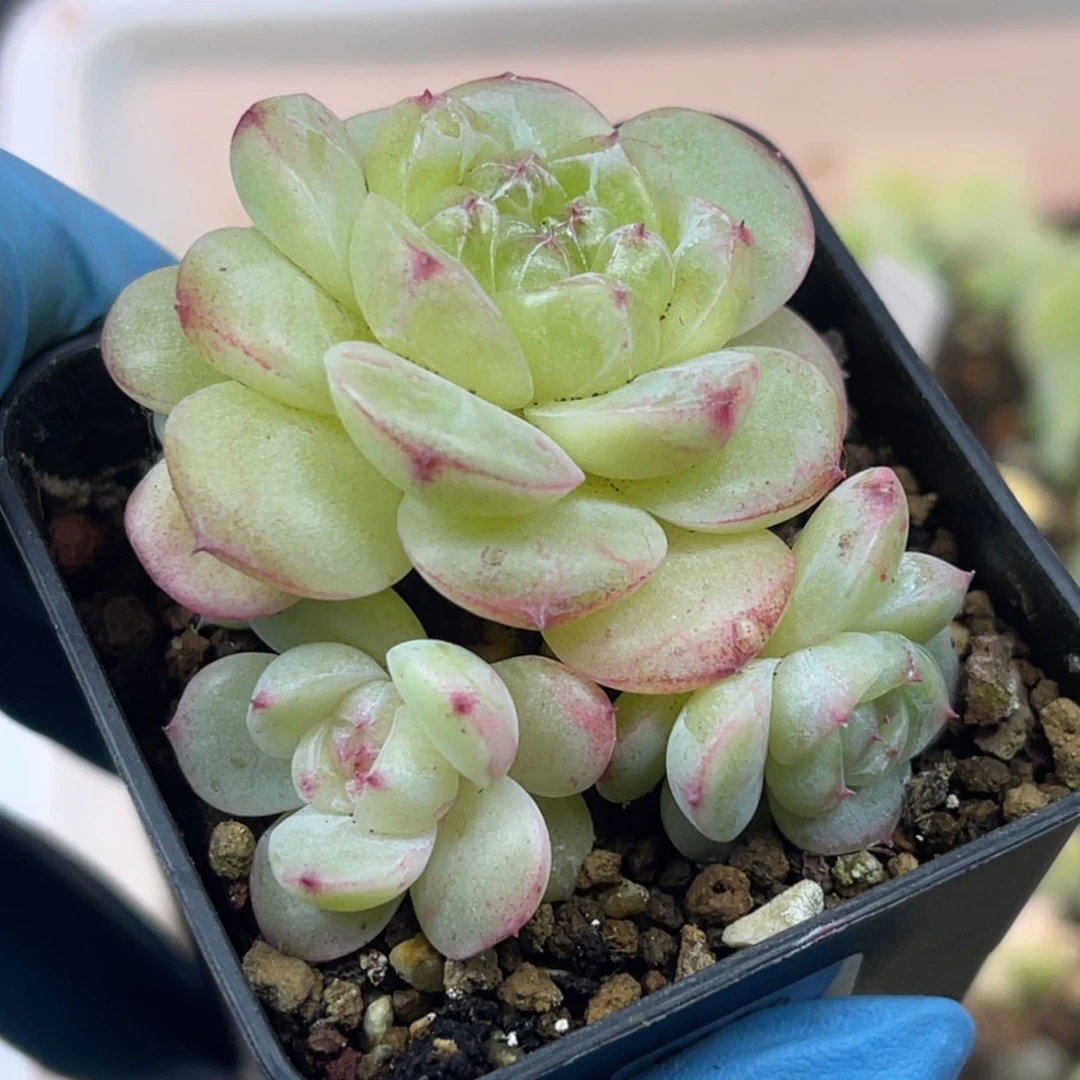 B616 珍妮溏心 多肉植物