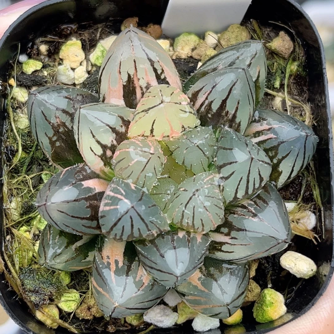40龙爪玉露锦福利专场