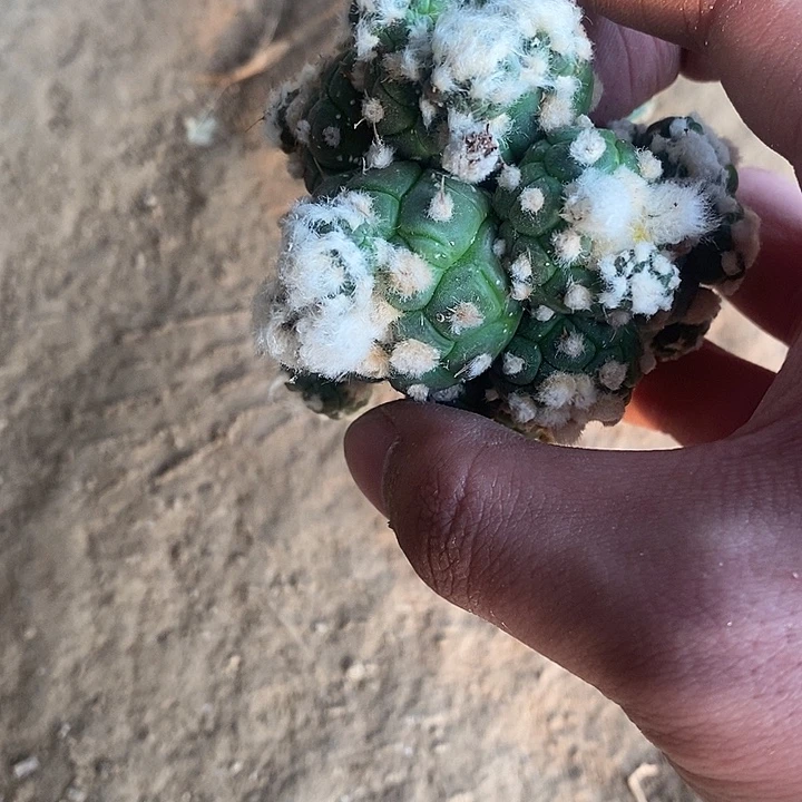 用***7三角苗接龟甲兜群