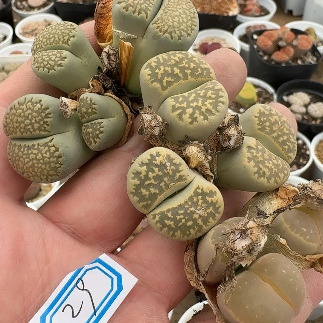 蚌***师29多肉哈哈哈哈哈哈哈哈