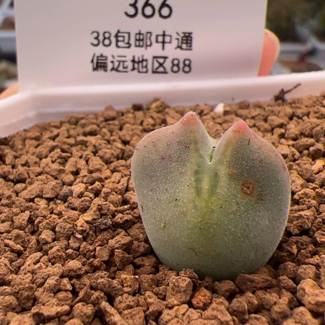 不****情366号大眼空蝉2.9多肉