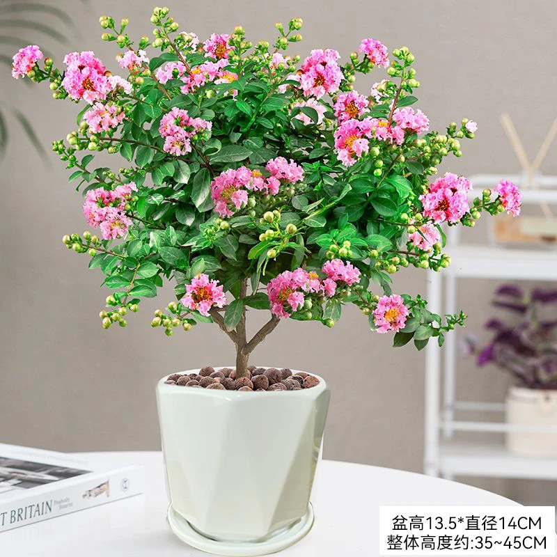 紫薇花盆栽花季带花苞百日红花卉阳台庭院盆景耐高温植物紫薇树