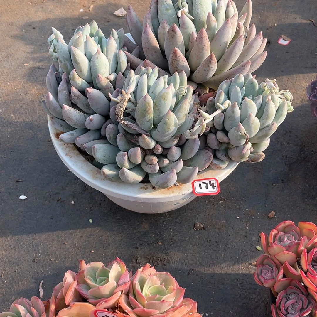 174所罗门一物一拍多肉