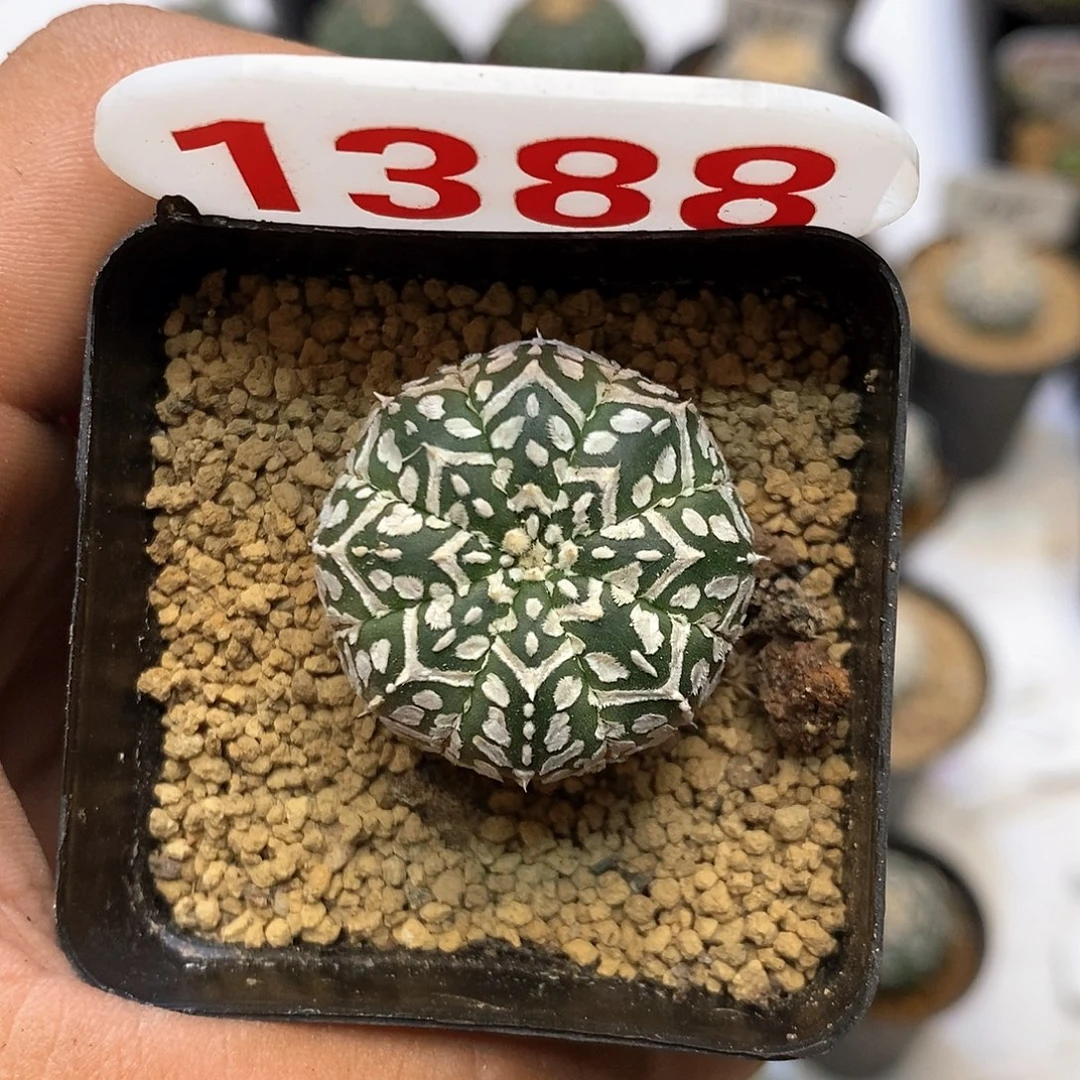 1388开播福利特价咯