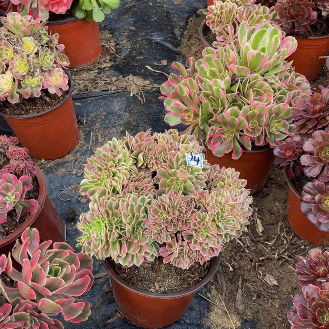 14鲜花老桩缀化鲜花