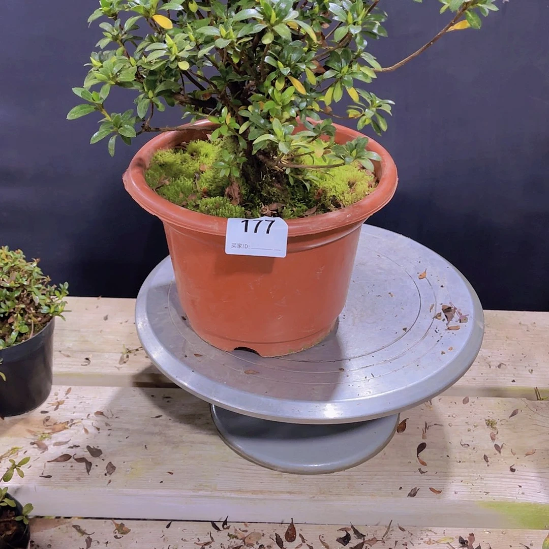 红陶直播时间一定一起