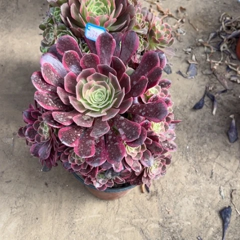 332多肉植物组合装