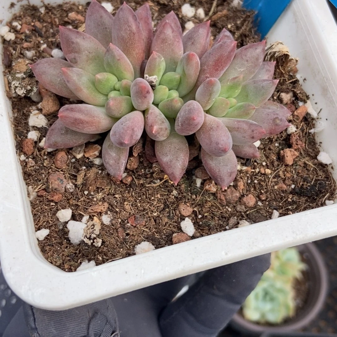 902车厘子多肉植物保护