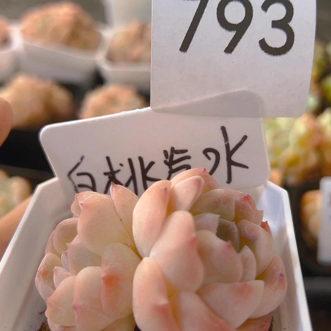 793白桃汽水，双头，带盆带土发货