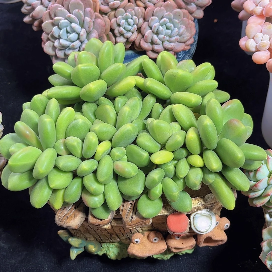 多肉植物芒果奶美人