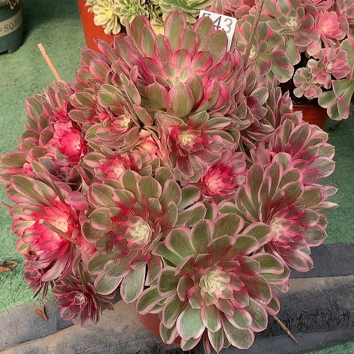 芸***汐543.孔雀翎多肉植物