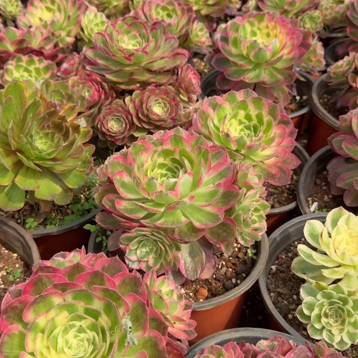 海仙手捧花啊啊啊