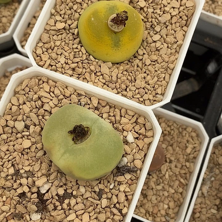 用****05502一组两颗母本