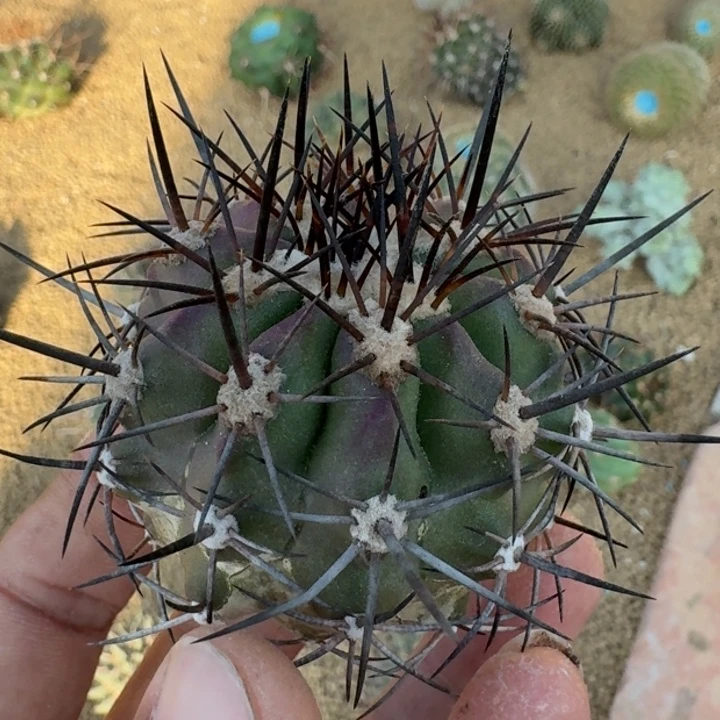 黑龙爪无根5666666