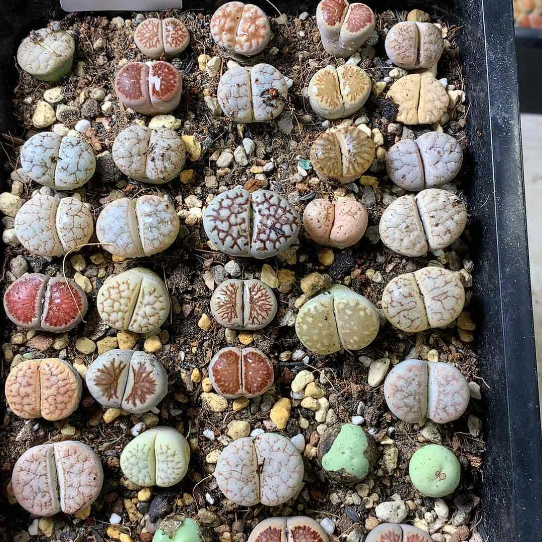 高*K200多肉植物保护