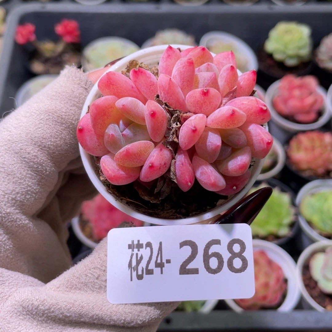 花利美24-268冰娃娃