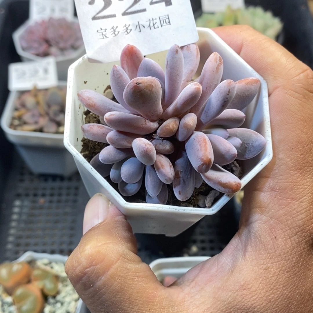 粉兔三头一物一拍满20元包邮满26送一颗