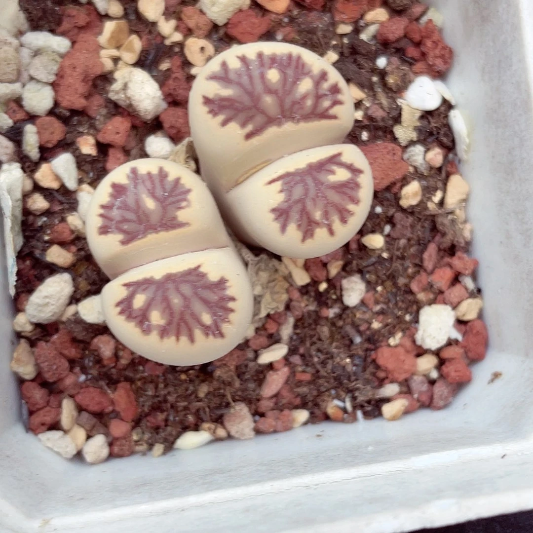 生石花满18包邮1006-329