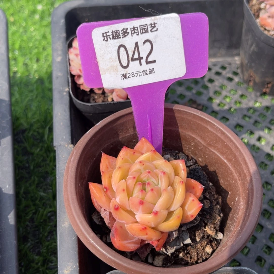 多肉植物一物一拍