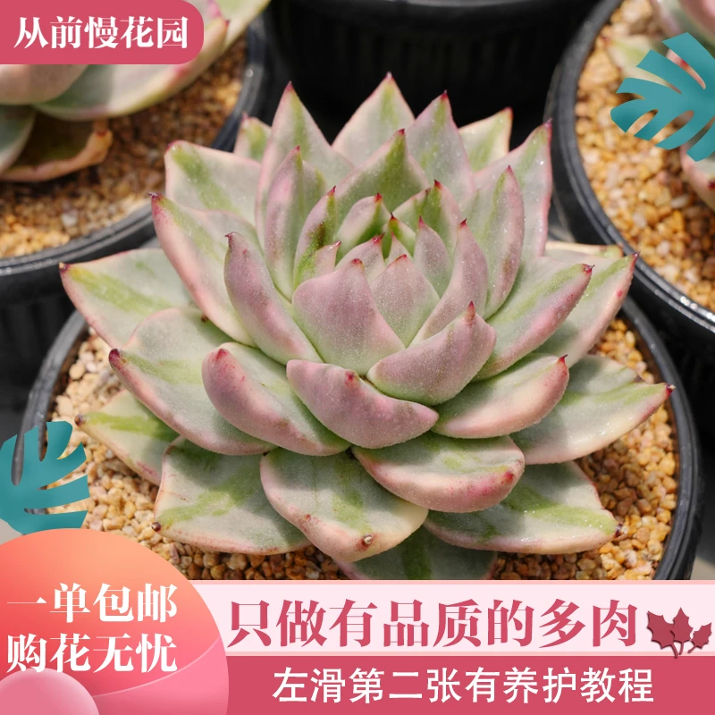 075-思密达锦-从前慢花园东云系多肉植物