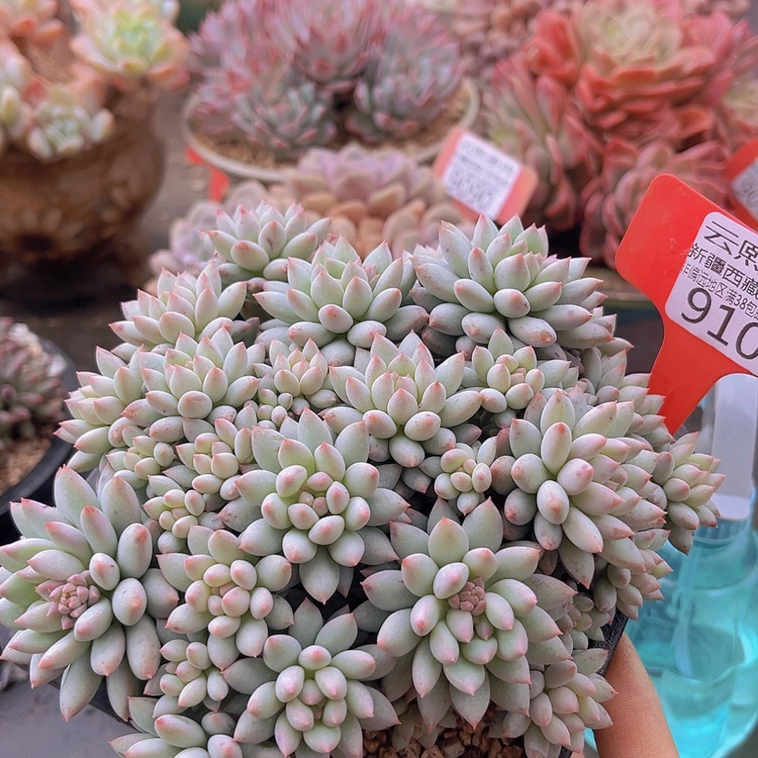 9106明珠美人多肉植物