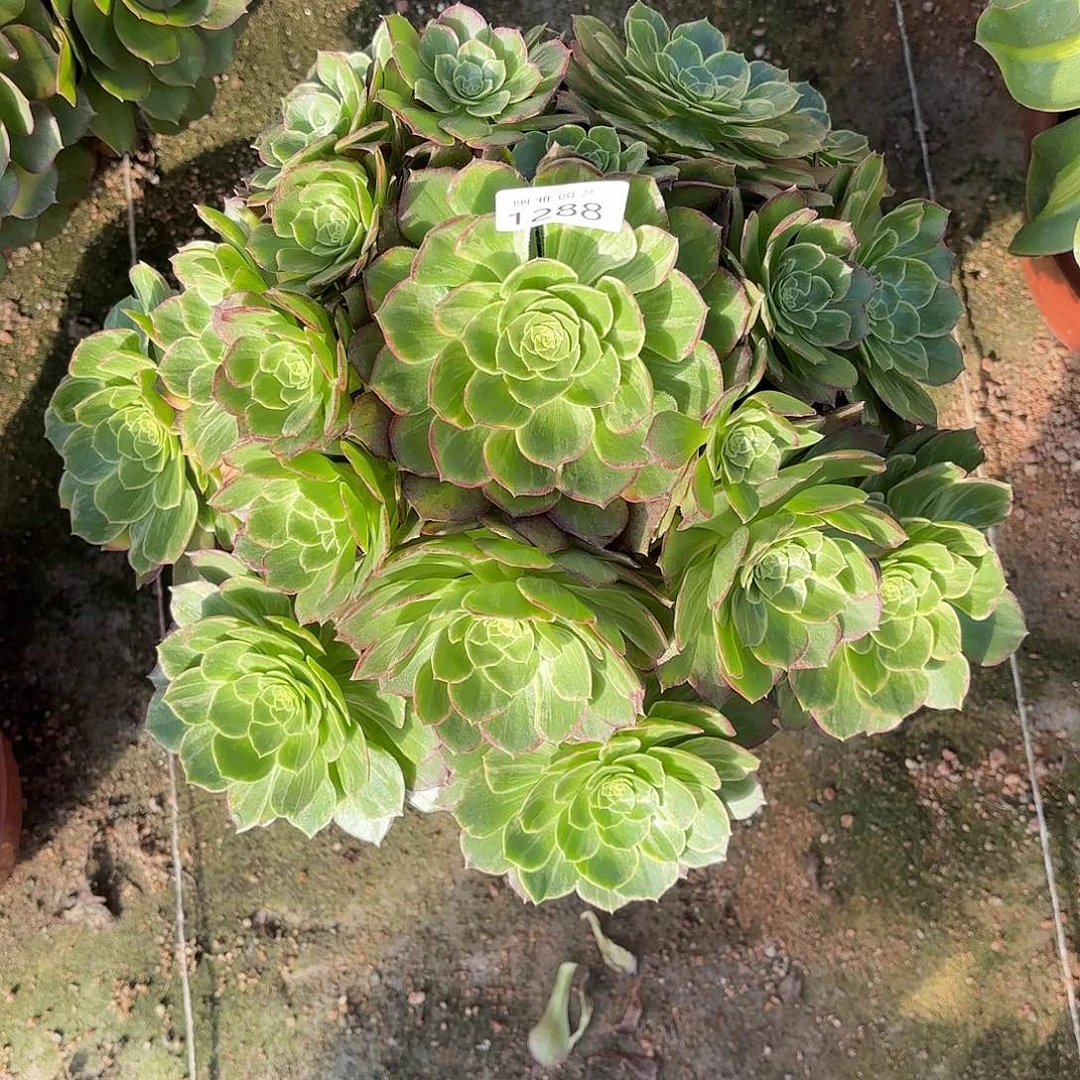 多肉法师万圣节拉丝