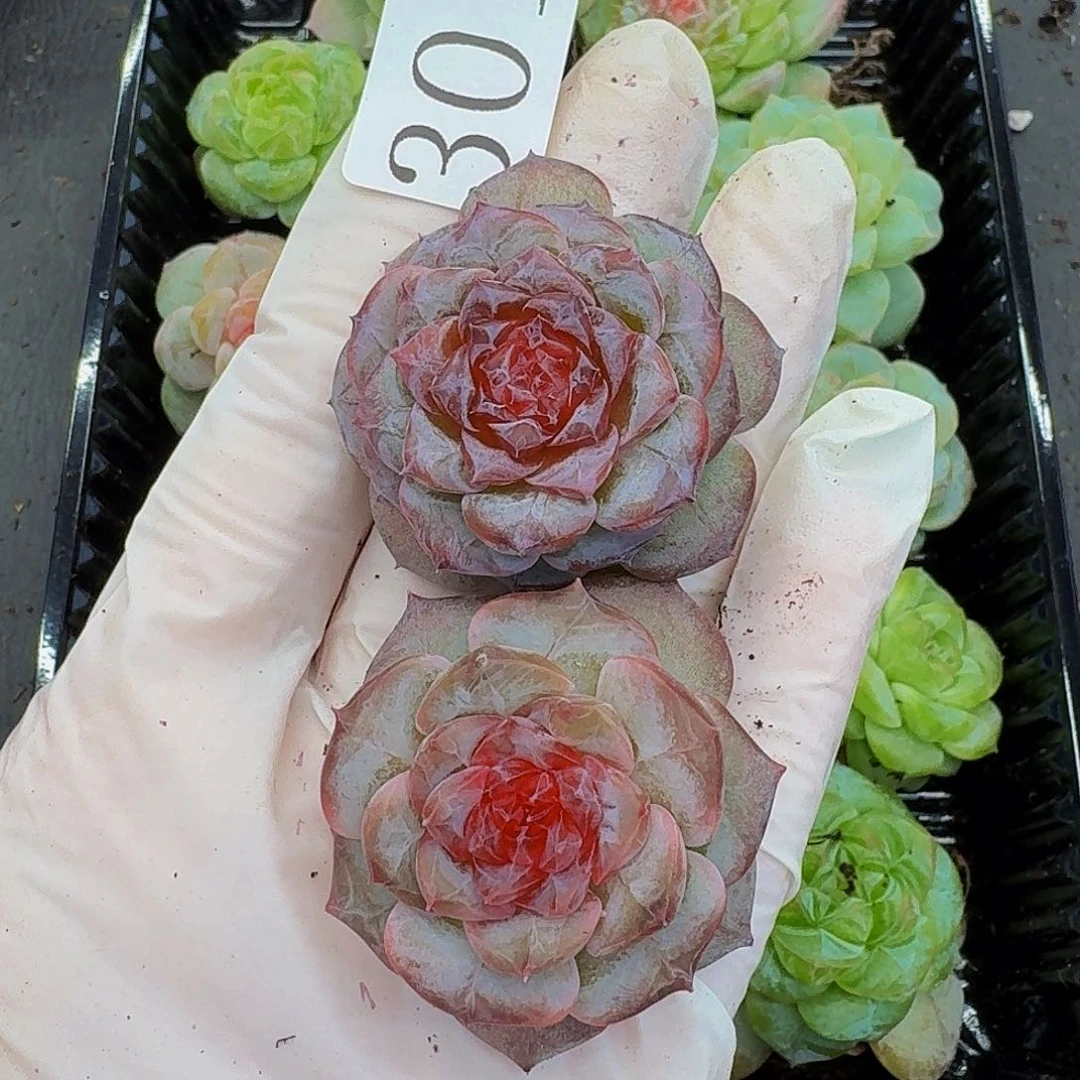 多肉植物多肉植物301