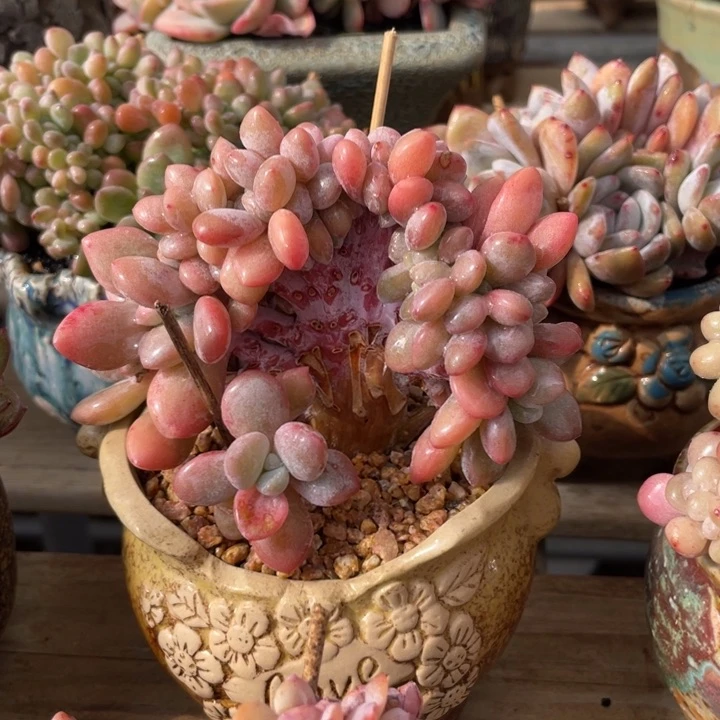 【闪购商品】粉兔缀化