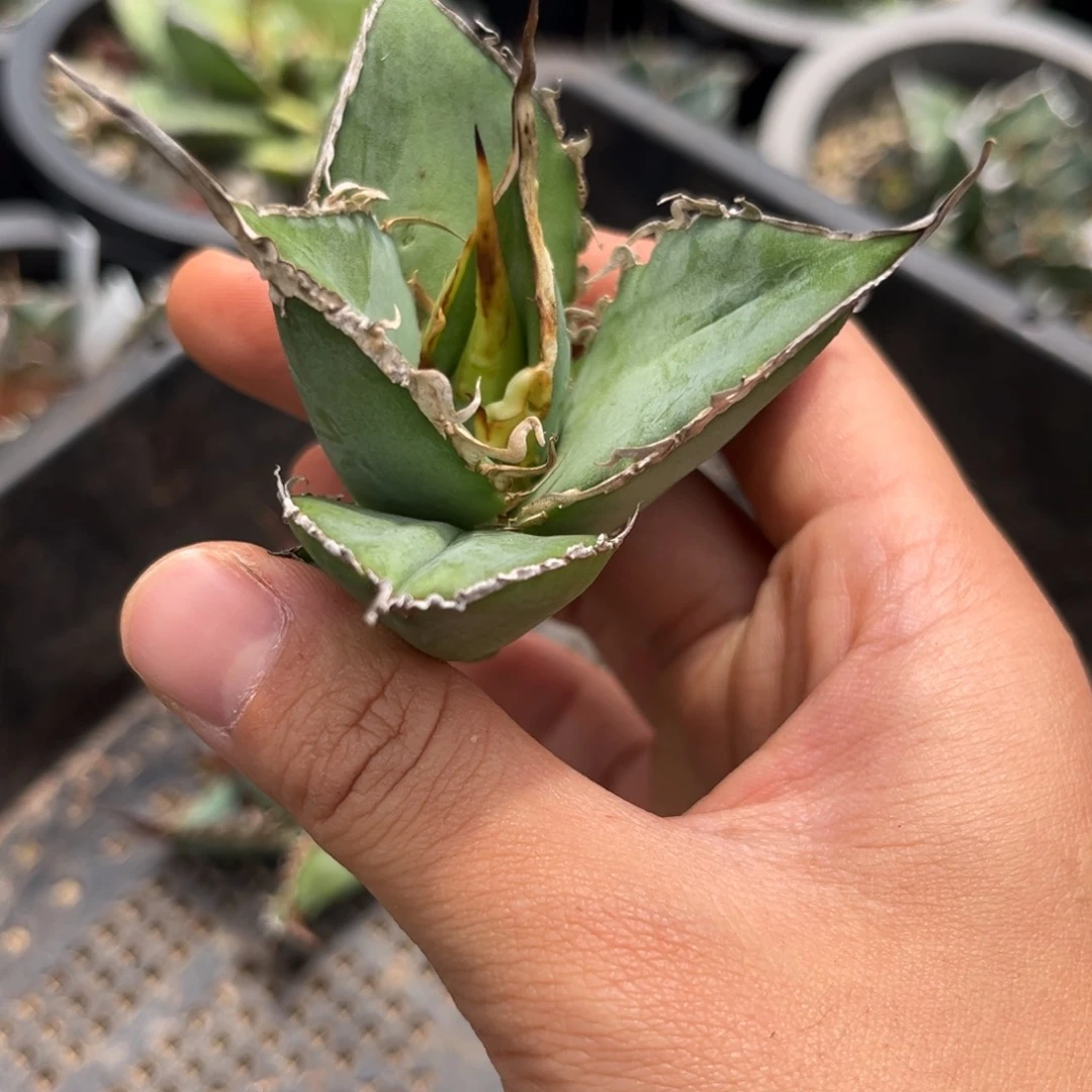 龙舌兰仁王冠芽子
