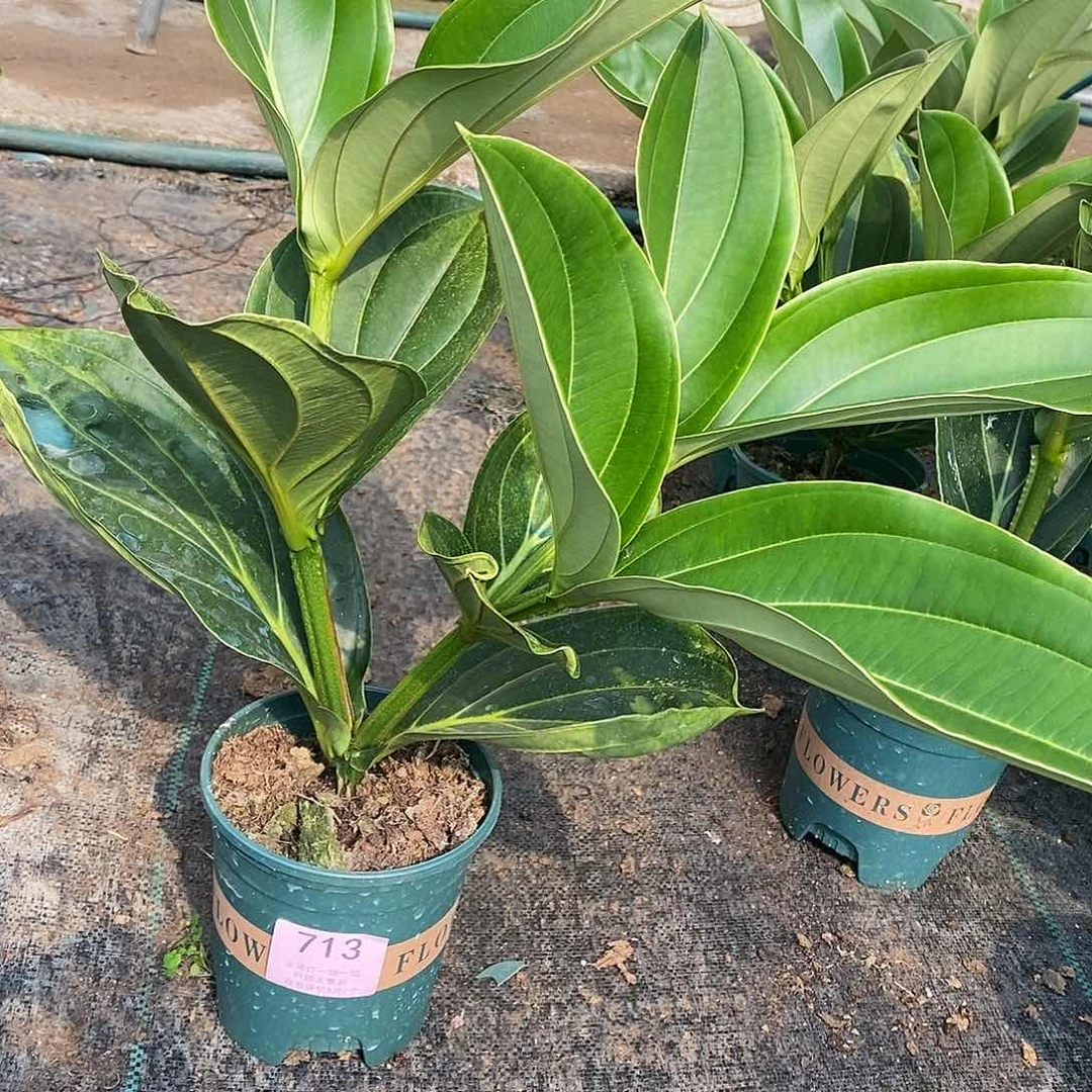 胶*人木本花卉713