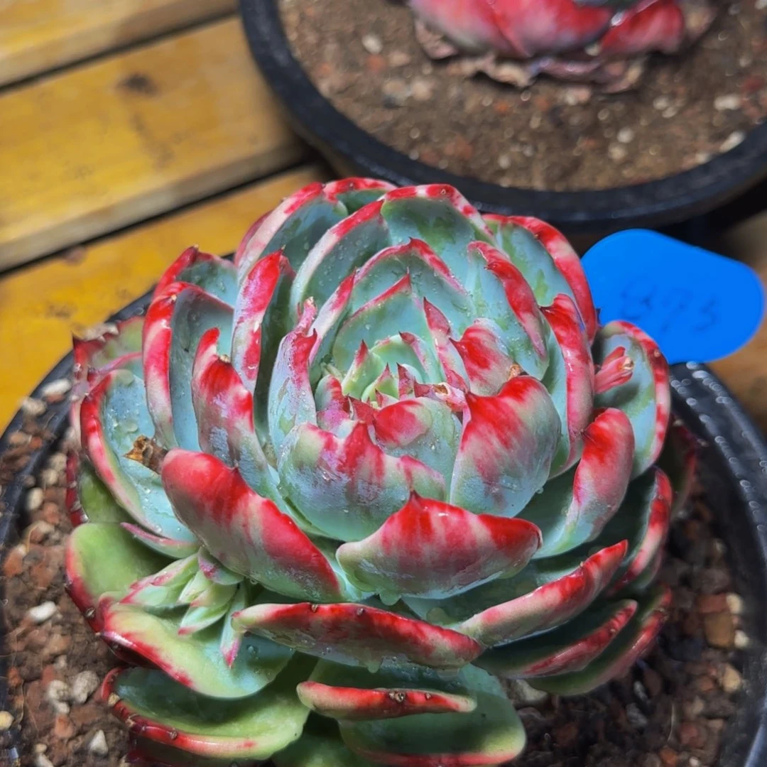 惊鸿仙子873号一物一拍