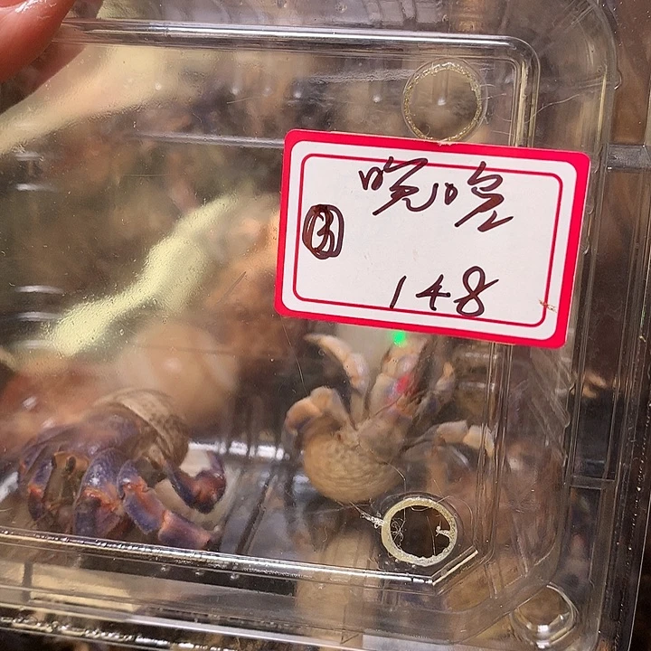 晚晚专拍奔跑的寄居蟹